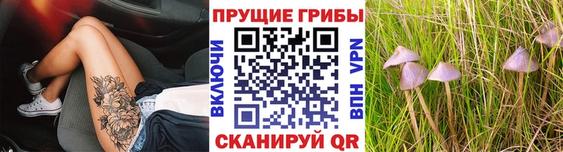что такое   Билибино  Галлюциногенные грибы Cubensis 